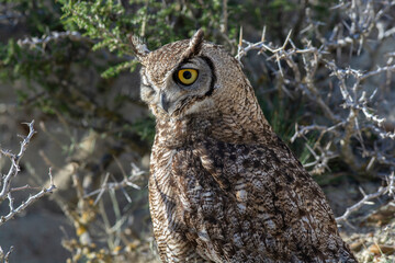 Great Horned Owl, Bubo virginianus nacurutu, Peninsula Valdes, Patagonia, Argentina.