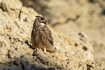 Great Horned Owl, Bubo virginianus nacurutu, Peninsula Valdes, Patagonia, Argentina.