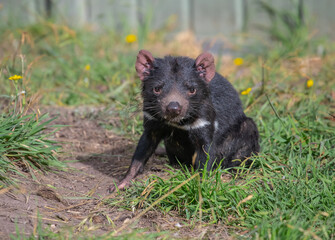 Naklejka premium Tasmanian devil sits on green grass. Rare animal. Close-up