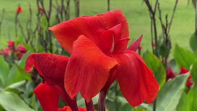 tasbih flower or Canna indica, commonly known as Indian shot, African arrowroot, edible marijuana, purple arrowroot, Sierra Leone red arrowroot