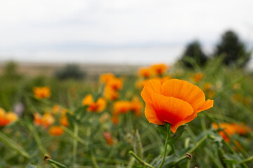 Orange poppies with yellow fiddlenecks. Many orange poppies in the field. Meadow with wild poppies and beautiful bokeh. Stock background, photo.