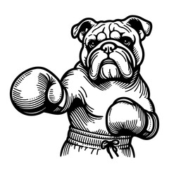 bulldog in boxing gloves, dog fighter sketch
