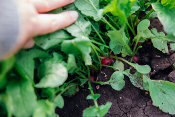 Women's hands hold a small ripe radish in the garden. Vegetables grown in the home garden.