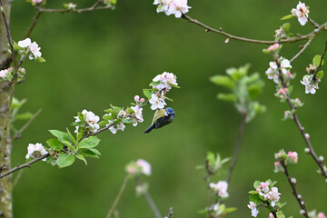 Bird in the flowers of a tree