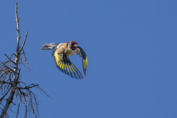 European Goldfinch taking flight from the top of a tree