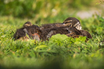 Mallard ducklings in the morning light
