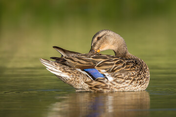 Female Mallard cleaning her feathers in the morning light