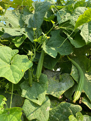 Fototapeta premium fresh Luffa aegyptiaca plant in nature garden
