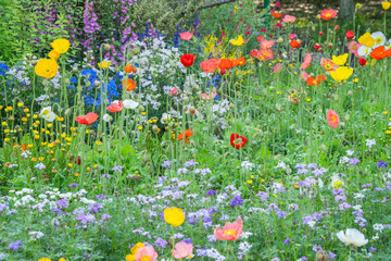 Spring Park Monet Garden Flower Sea