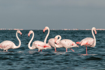 Wild african birds.  Flock of pink african flamingos  walking around the blue lagoon on the background of bright sky on a sunny day.