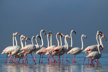 Wild birds. Group birds of white african flamingos  walking around the blue lagoon on a sunny day