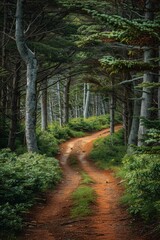 Naklejka premium Serene Forest Pathway with Lush Greenery and Tall Trees on a Tranquil Day, Perfect for Nature Walks, Hiking, and Outdoor Adventures in a Peaceful Woodland Setting