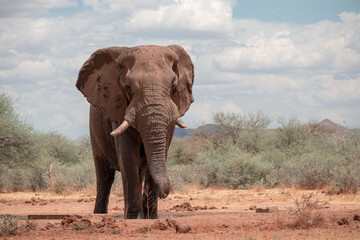 Obraz premium Wild african animal. Close up of the African Bush Elephant in the grassland on a sunny day.