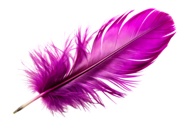 PNG A Lightweight Purple Feather