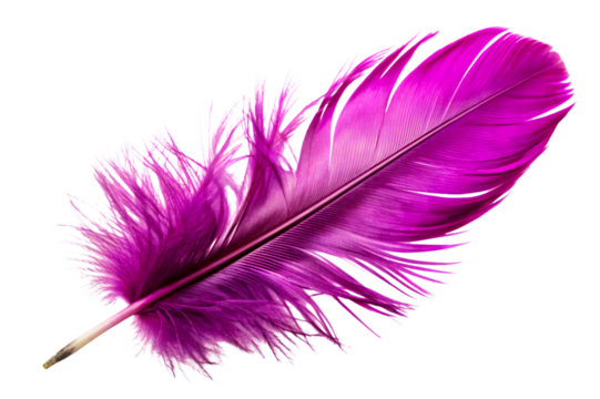 PNG A Lightweight Purple Feather