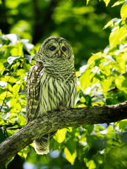 Barred Owl closeup portrait against green leaves in Spring