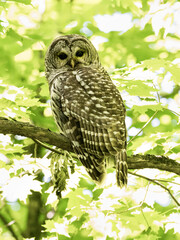 Barred Owl closeup portrait against green leaves in Spring