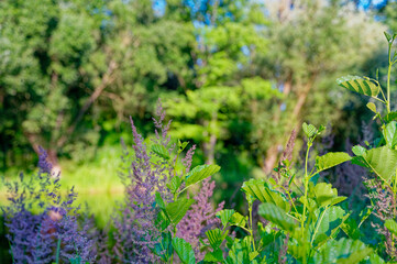 Purple flowering grasses in the evening sunlight on the shore of a pond.