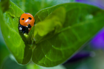 Macro shot of a ladybug (coccinellidae) sitting on an leaf.