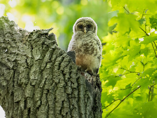 Barred Owl Owlet closeup portrait on broken tree trunk against green leaves in Spring