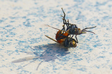 Two flies are mating. They have fallen on their backs.