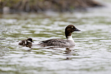 Common Goldeneye with duckling swimming in river in Spring