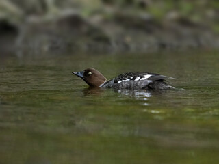 Common Goldeneye swims in a river with green-hued waters during the spring season.