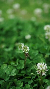 A bee collects pollen from a clover. Close-up, slow motion