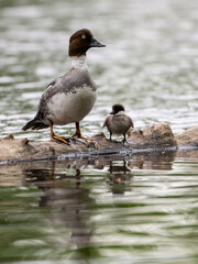 Common Goldeneye with duckling swimming in river in Spring