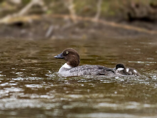 Common Goldeneye with duckling swimming in river in Spring