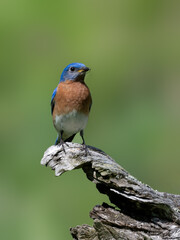 Male Eastern Bluebird on snag on green background
