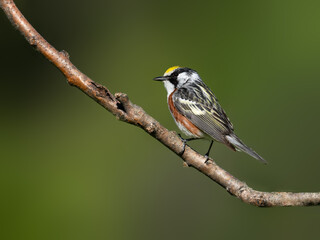 Obraz premium Chestnut-sided Warbler on sumac tree branch on green background