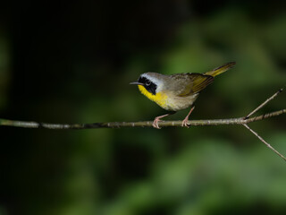 Common Yellowthroat  on tree branch on green background
