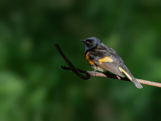 Male American Redstart Warbler on tree branch on green background
