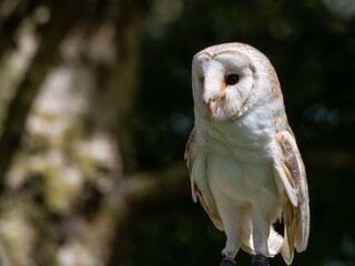 A portrait of a Snowy Owl. The Barn Owl (Tyto a
