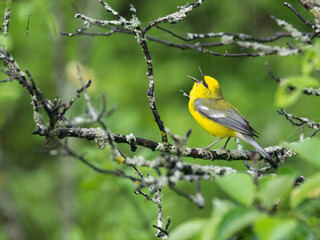 Blue-winged Warbler singing on tree branch in Spring