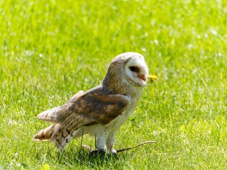 A portrait of a Snowy Owl. The Barn Owl (Tyto a