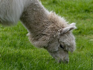 Obraz premium Alpaca on farm, Alpaca grazes on the territory Inca prehistoric ruins in Chucuito near Puno, Titicaca lake area. Peru