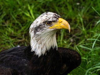Obraz premium American bald eagle portrait. close-up view, its intricate feathers and distinctive yellow beak showcased against a softly blurred natural backdrop, evoking a sense of wild beauty.
