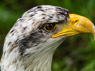 American bald eagle portrait. close-up view, its intricate feathers and distinctive yellow beak showcased against a softly blurred natural backdrop, evoking a sense of wild beauty.