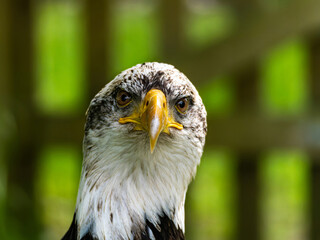American bald eagle portrait. close-up view, its intricate feathers and distinctive yellow beak showcased against a softly blurred natural backdrop, evoking a sense of wild beauty.