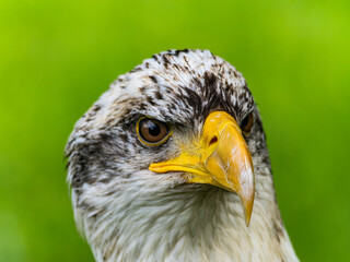 American bald eagle portrait. close-up view, its intricate feathers and distinctive yellow beak showcased against a softly blurred natural backdrop, evoking a sense of wild beauty.