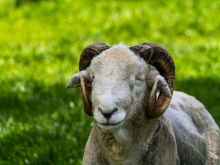 Wooly White Ram Sheep Laying Down in a Field. A majestic ram with large horns stands tall