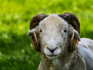 Fototapeta premium Wooly White Ram Sheep Laying Down in a Field. A majestic ram with large horns stands tall