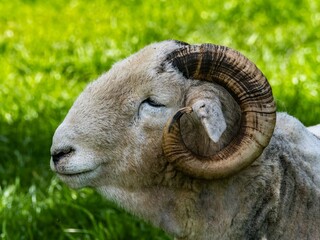 Wooly White Ram Sheep Laying Down in a Field. A majestic ram with large horns stands tall