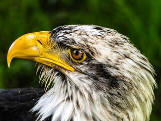 American bald eagle portrait. close-up view, its intricate feathers and distinctive yellow beak showcased against a softly blurred natural backdrop, evoking a sense of wild beauty.