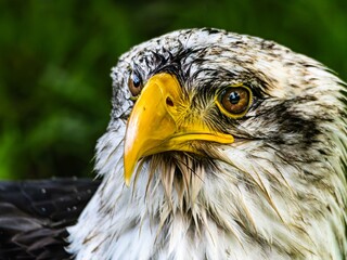 American bald eagle portrait. close-up view, its intricate feathers and distinctive yellow beak showcased against a softly blurred natural backdrop, evoking a sense of wild beauty.