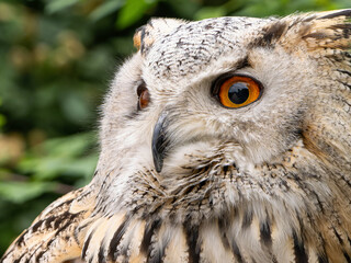 Beautiful eurasian great horned eagle owl portrait. (Bubo bubo) in summer nature, one of the largest species.