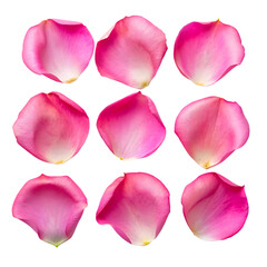 PNG A Set of Pink Rose Flower Petals