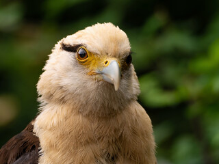 Striated Caracara, Yellow headed caracara sitti